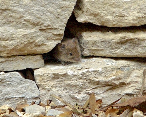vole